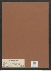 Ardissonia decpiens (Cl. et Gr.) Arct. (de-Toni-Nr.: Genus 68, Species 2685) Zeichnungen Sammlung Grunow Mappe 02893 (Herbarium_W_Grunow_drawings_Folder_02893)